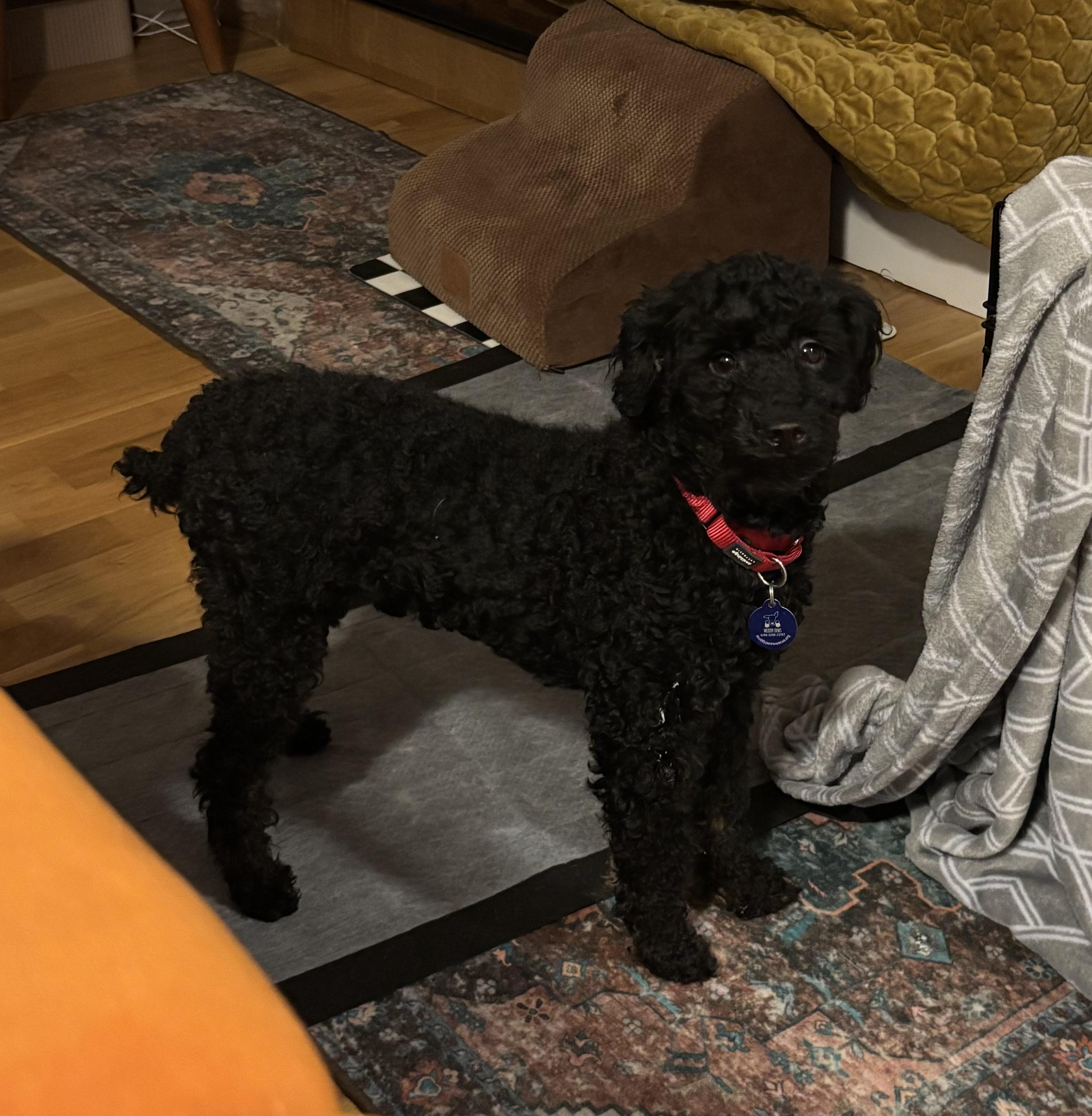 Swiper, a Adoptable Poodle (Toy) in Plainview, NY image 2/3