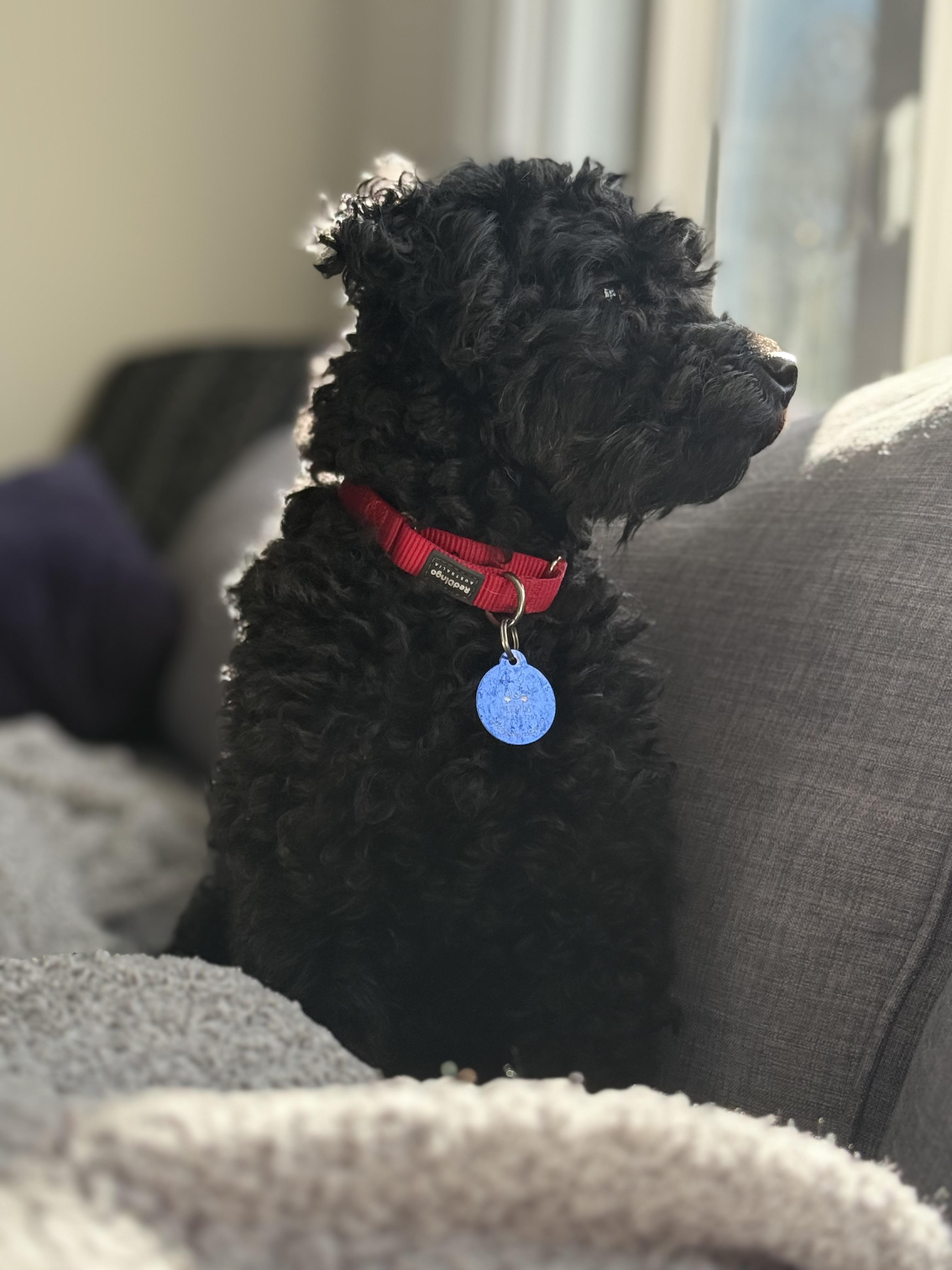 Swiper, a Adoptable Poodle (Toy) in Plainview, NY image 3/3