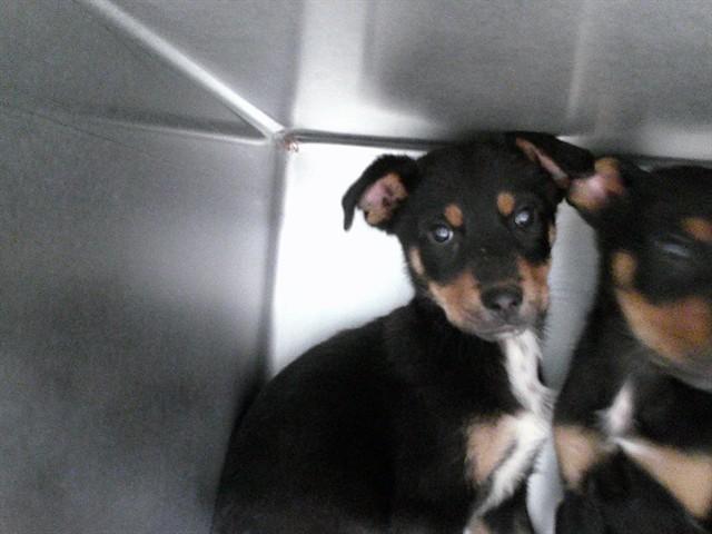 A470652, Adoptable, Puppy Female Rottweiler & Mixed Breed.