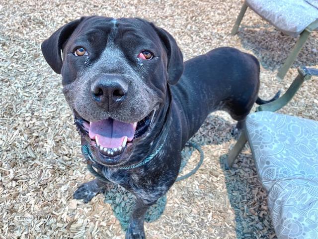 MAJESTY, Adoptable, Adult Female Cane Corso & Mixed Breed.