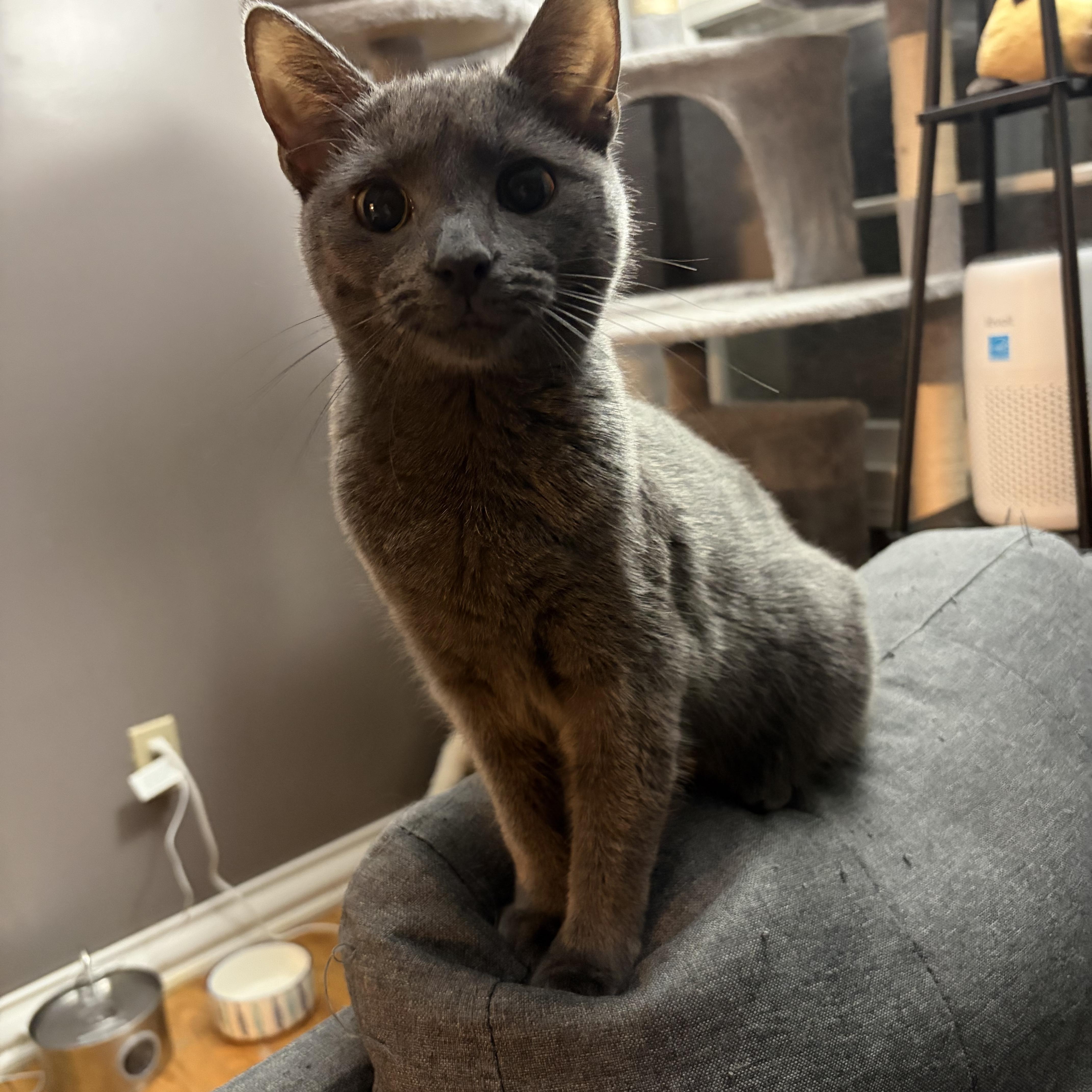 Zoey, Adoptable, Kitten Female Domestic Short Hair.