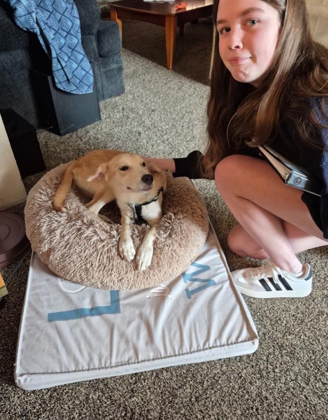 Cassolato / Ryan, Adoptable, Young Male Labrador Retriever & Mixed Breed.