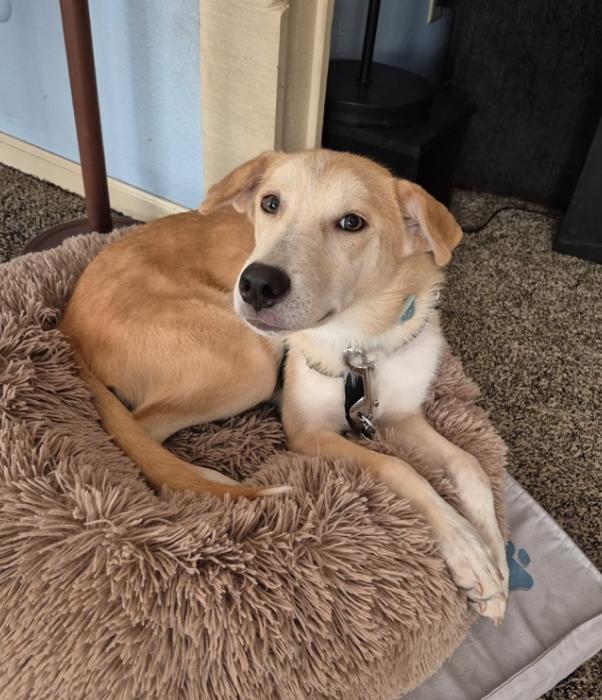 Enlarge Cassolato / Ryan, a Adoptable mixed breed in Broomfield, CO image 2/4