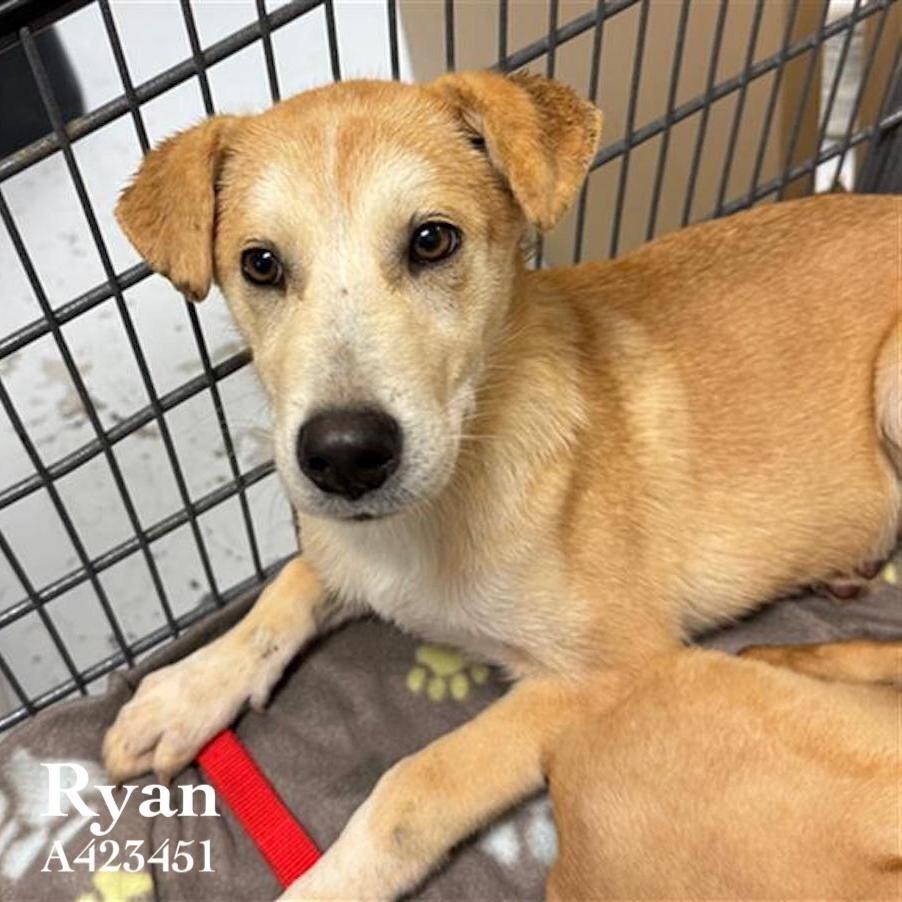 Enlarge Cassolato / Ryan, a Adoptable mixed breed in Broomfield, CO image 3/4