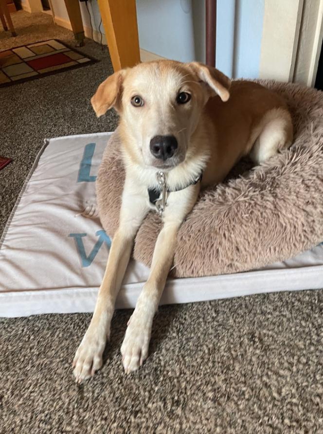 Enlarge Cassolato / Ryan, a Adoptable mixed breed in Broomfield, CO image 4/4