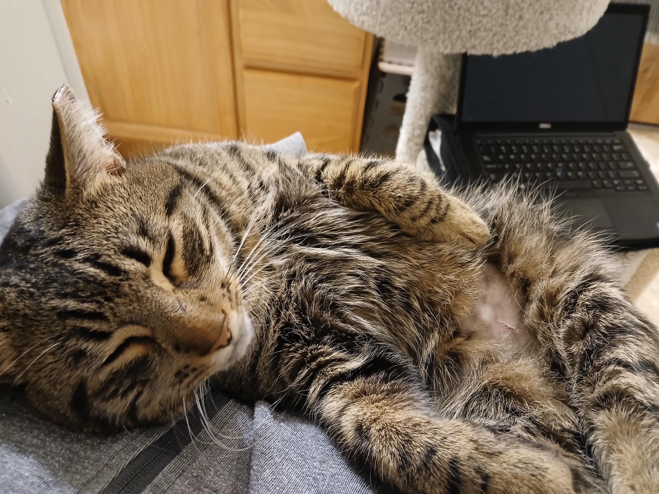 Enlarge Trout, a ADOPTABLE Domestic Short Hair in Auburn, WA image 2/3