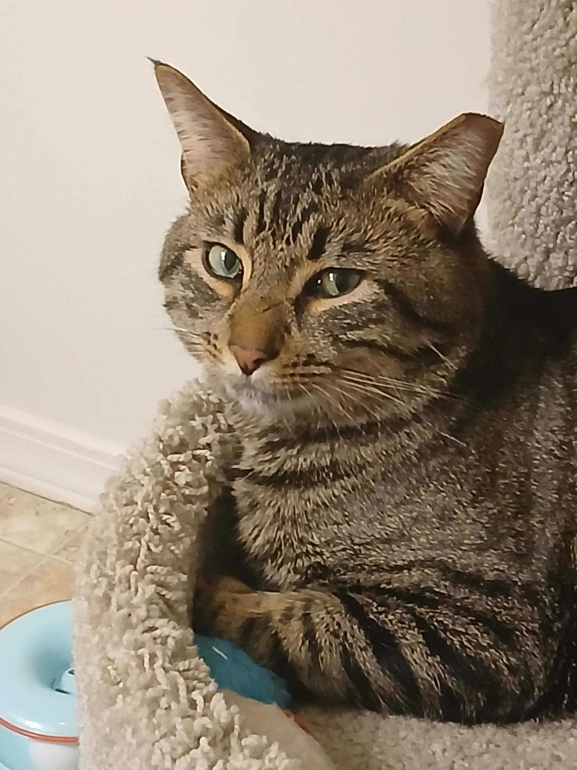 Enlarge Trout, a ADOPTABLE Domestic Short Hair in Auburn, WA image 1/3