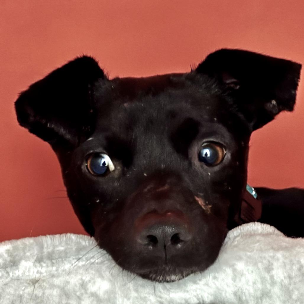 Enlarge Biggie, a Adoptable Mixed Breed in San Francisco, CA image 1/5