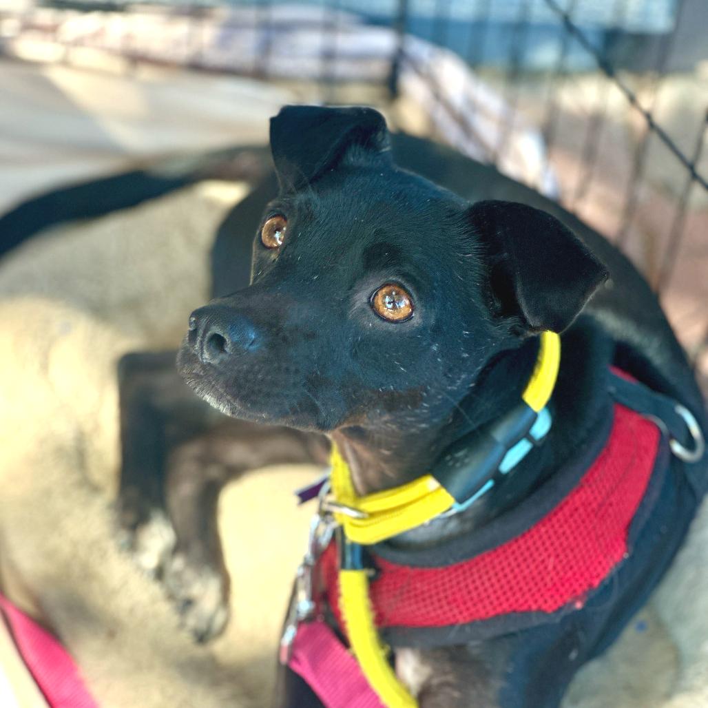 Enlarge Biggie, a Adoptable Mixed Breed in San Francisco, CA image 2/4