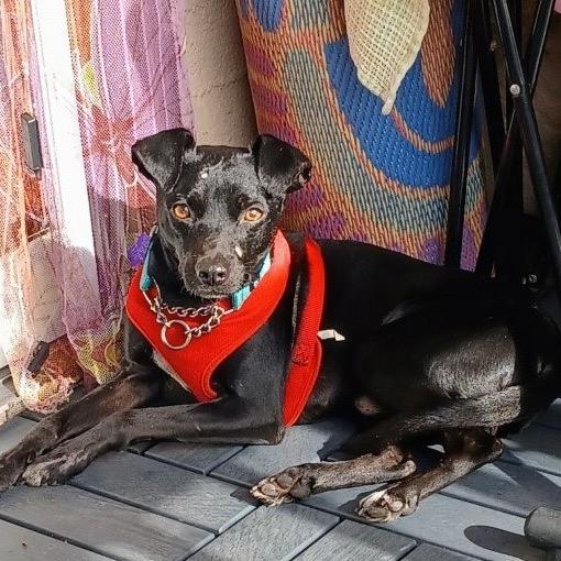 Enlarge Biggie, a Adoptable Mixed Breed in San Francisco, CA image 2/5