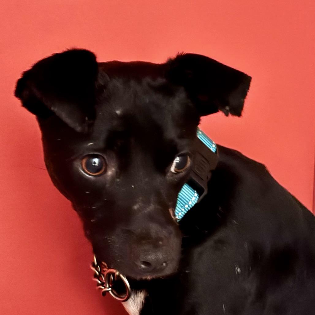 Enlarge Biggie, a Adoptable Mixed Breed in San Francisco, CA image 3/5