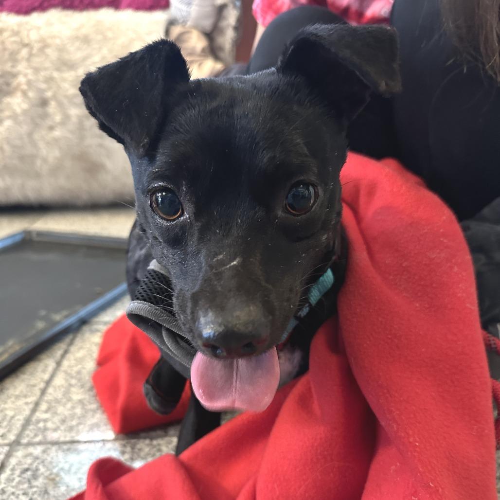 Enlarge Biggie, a Adoptable Mixed Breed in San Francisco, CA image 4/5