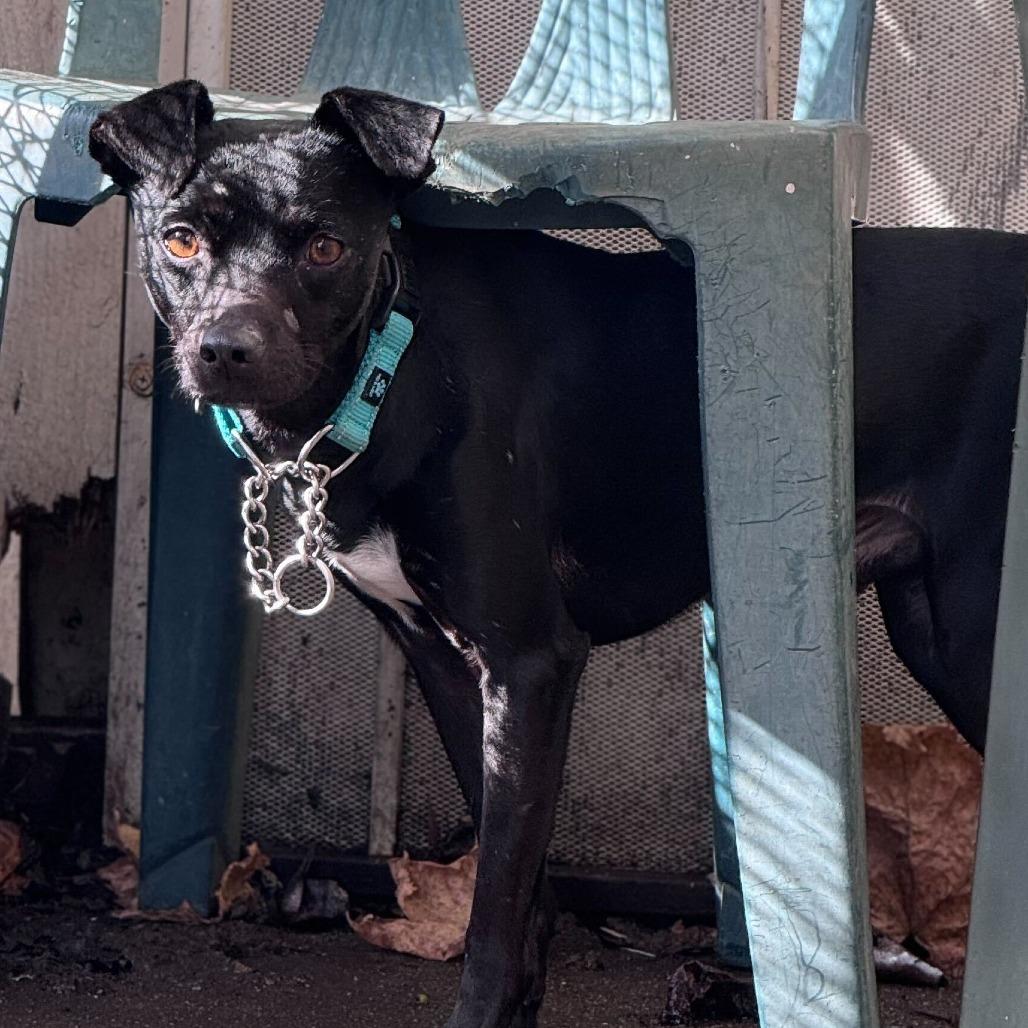 Enlarge Biggie, a Adoptable Mixed Breed in San Francisco, CA image 5/5