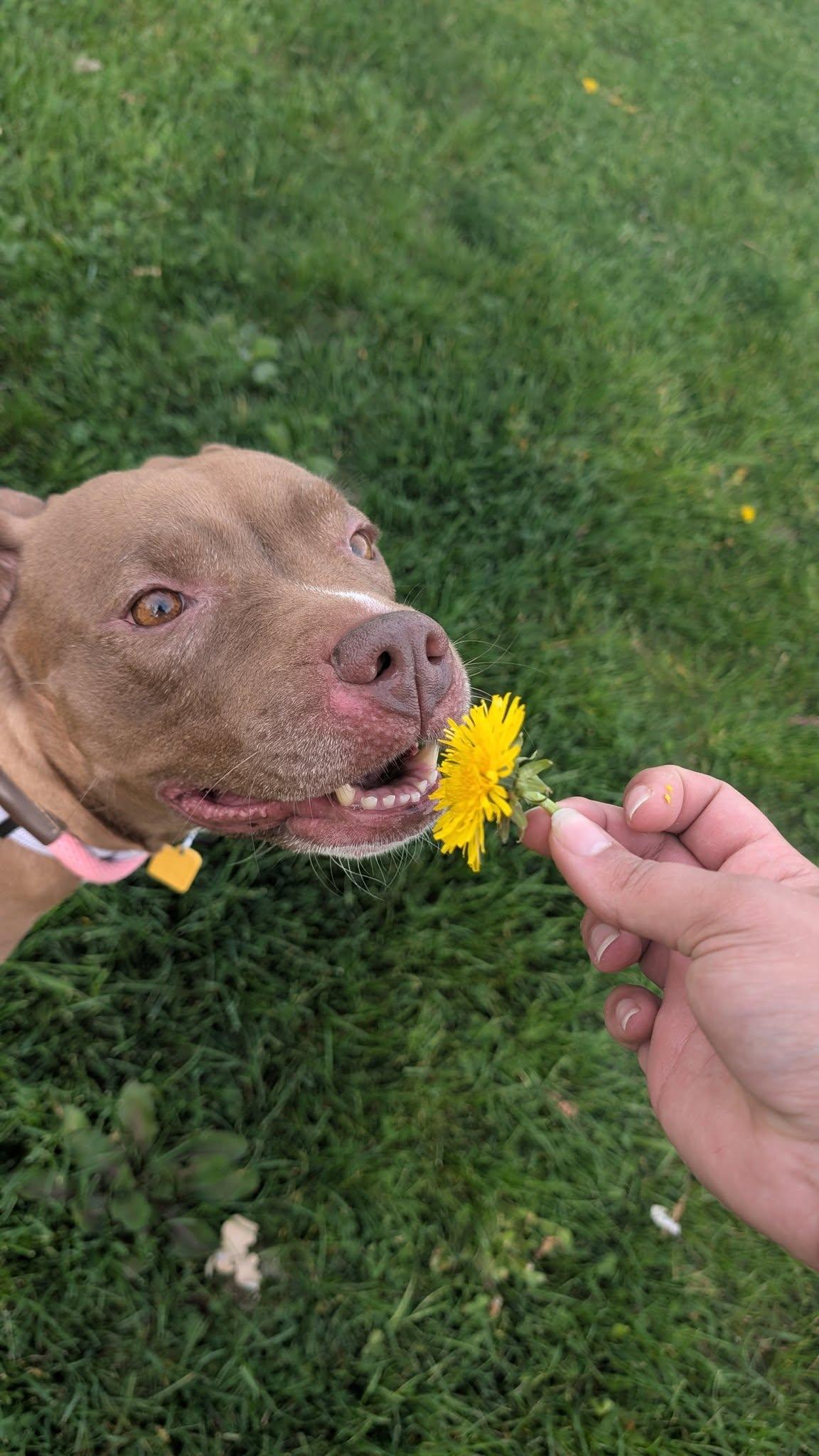 Tippi, a Adoptable mixed breed in Cleveland, OH image 2/6