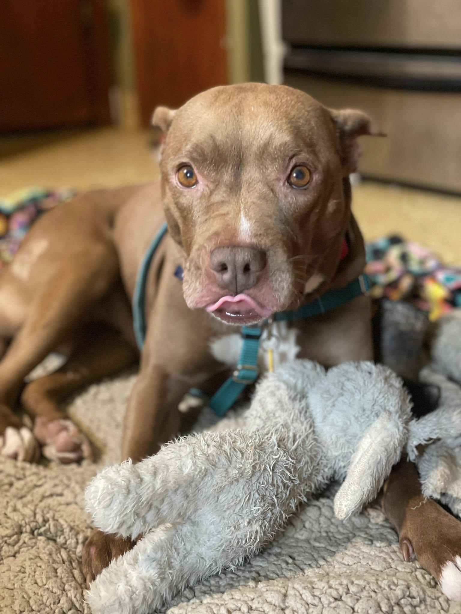 Tippi, a Adoptable mixed breed in Cleveland, OH image 6/6