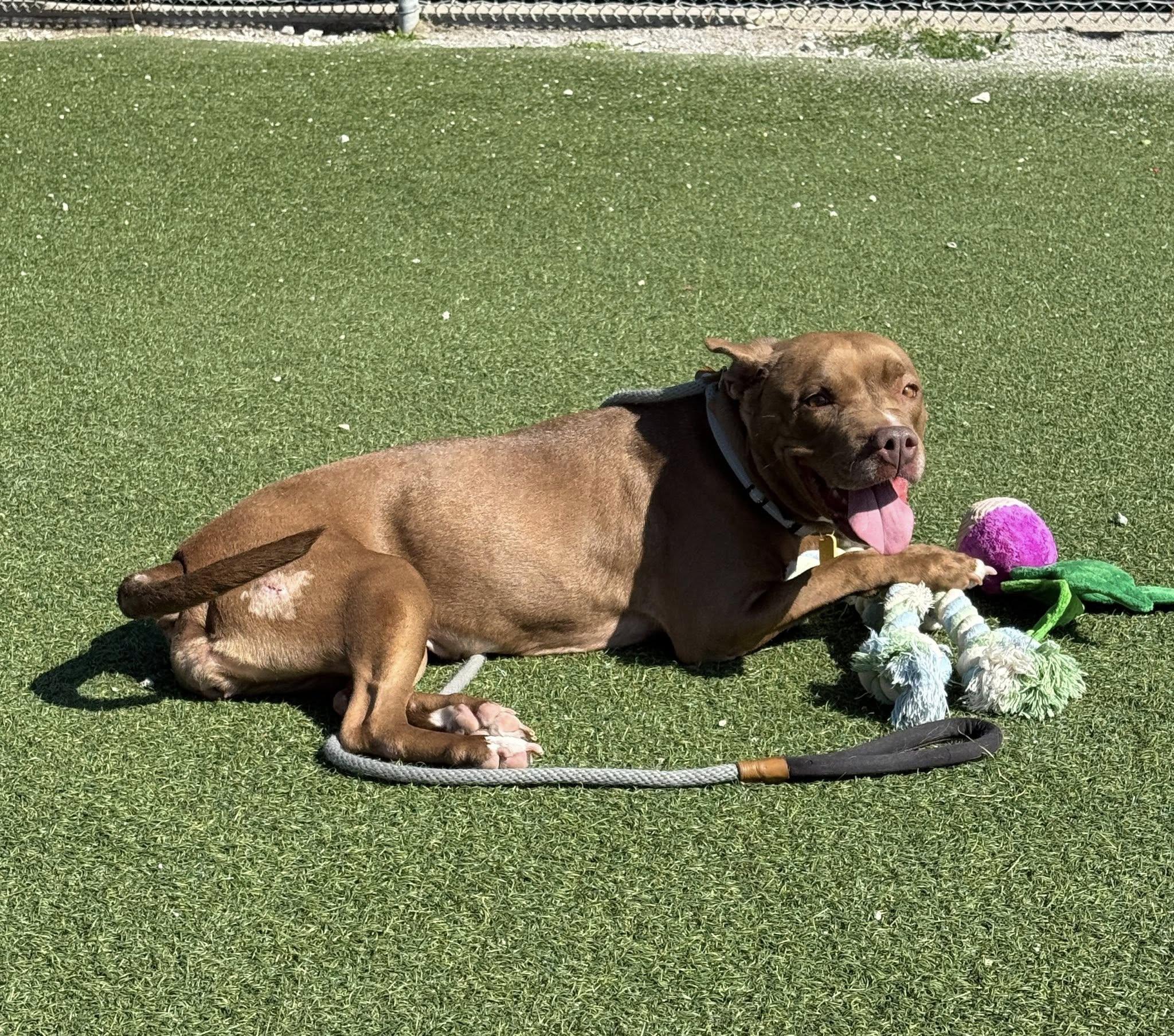 Tippi, Adoptable, Adult Female Pit Bull Terrier.