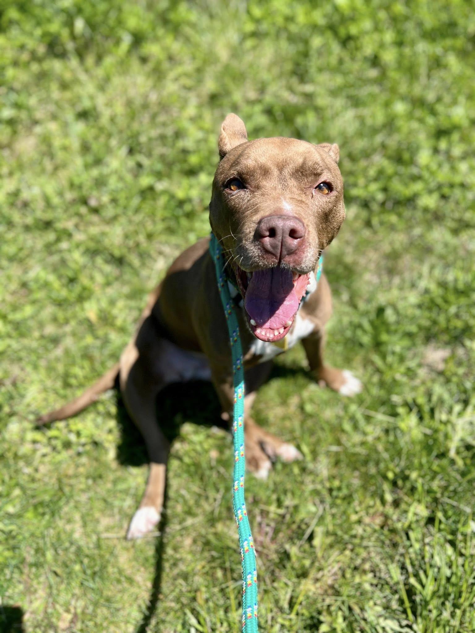 Tippi, Adoptable, Adult Female Pit Bull Terrier.