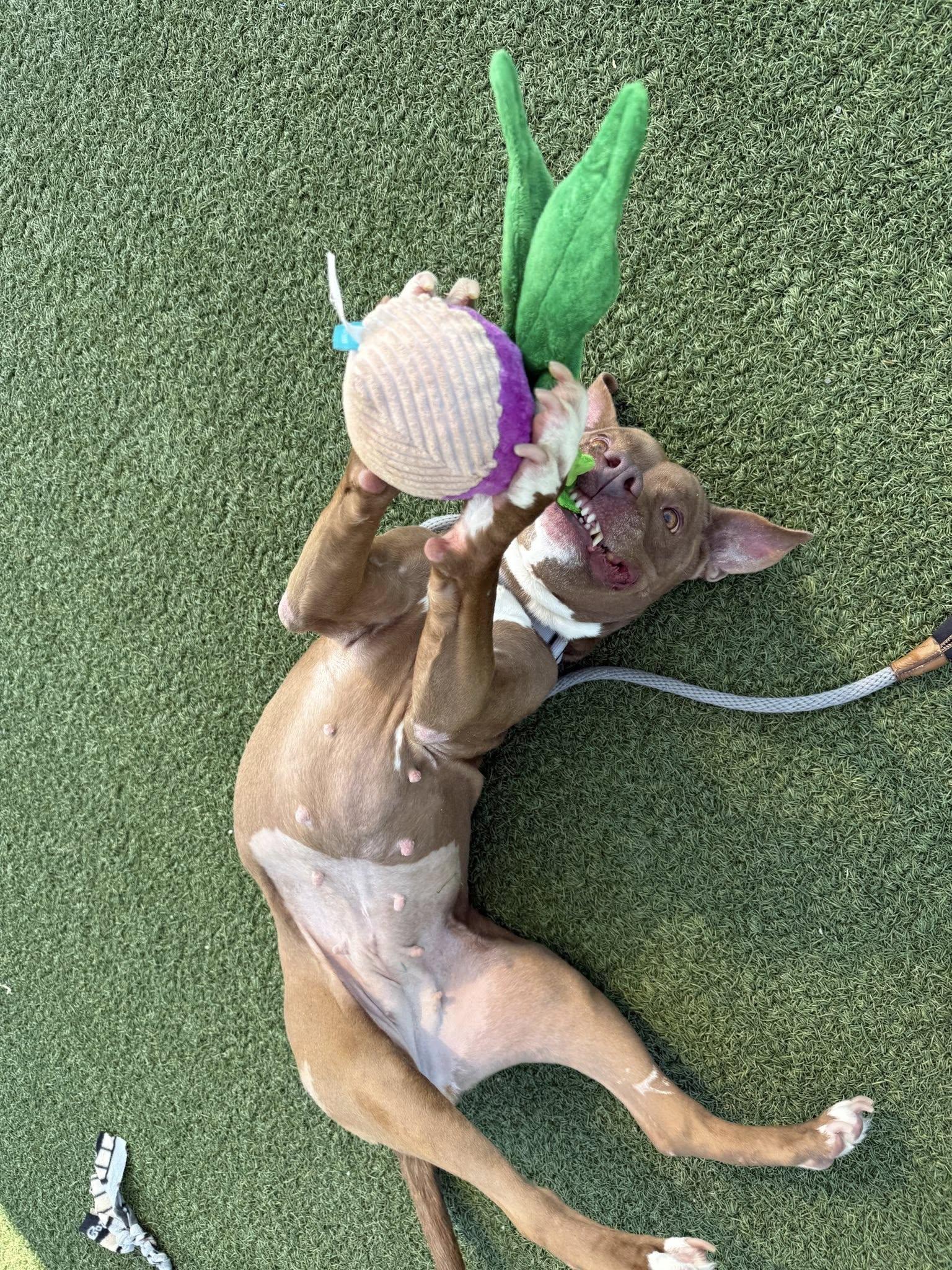 Tippi, a Adoptable mixed breed in Cleveland, OH image 4/6