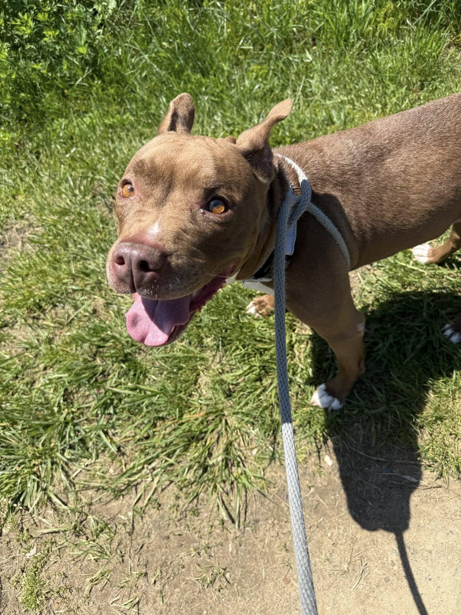 Tippi, a Adoptable mixed breed in Cleveland, OH image 5/6