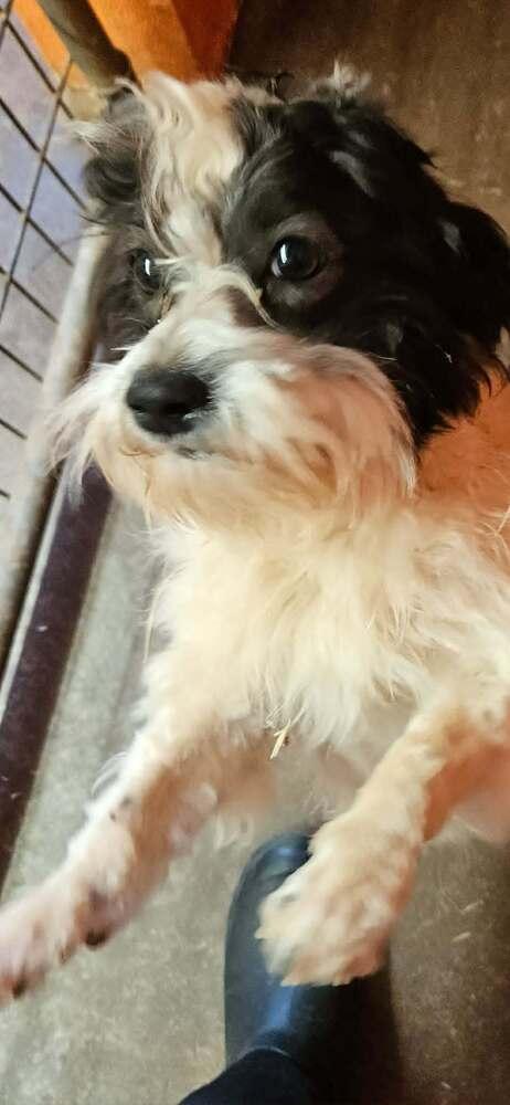 Enlarge Ziggy, a Adoptable mixed breed in Deerfield, WI image 1/2