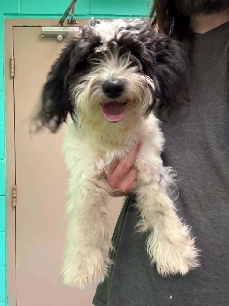 Enlarge Ziggy, a Adoptable mixed breed in Deerfield, WI image 2/2