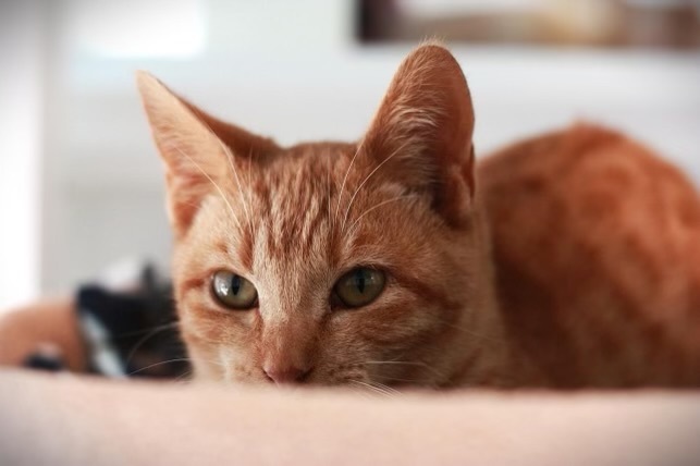 Enlarge Hobbes, a Adopted Tabby in Sultan, WA image 1/2