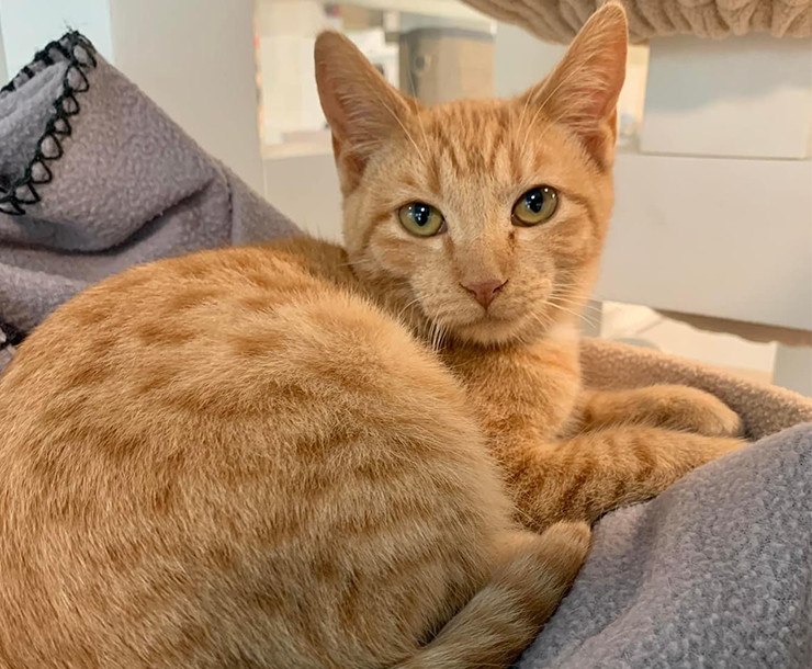 Hobbes, Adopted, Kitten Male Tabby.
