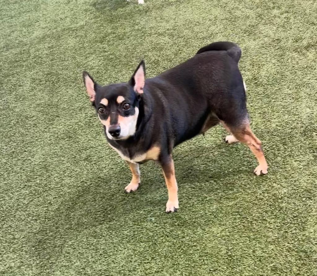 Enlarge Daisy, a Adoptable mixed breed in Seguin, TX image 1/2