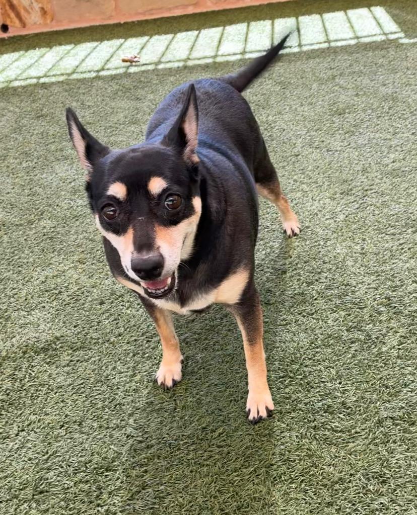 Enlarge Daisy, a Adoptable mixed breed in Seguin, TX image 2/2