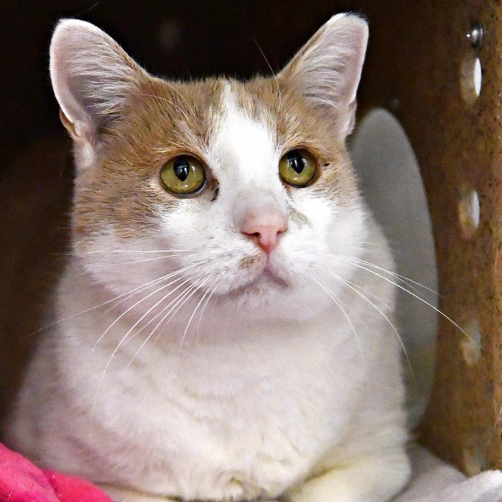 Clyde, a Adoptable Domestic Short Hair in York, PA image 1/6
