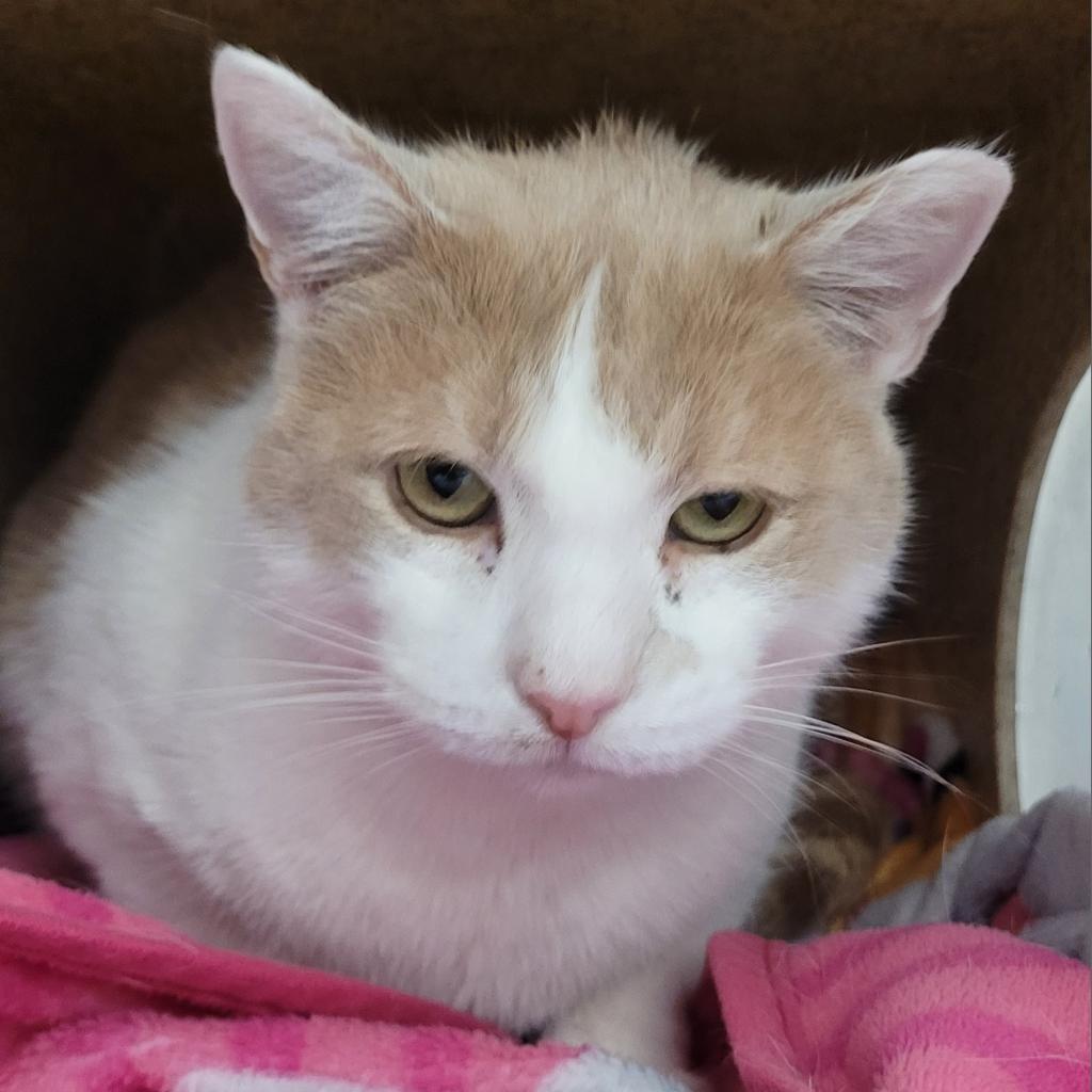 Clyde, a Adoptable Domestic Short Hair in York, PA image 2/6