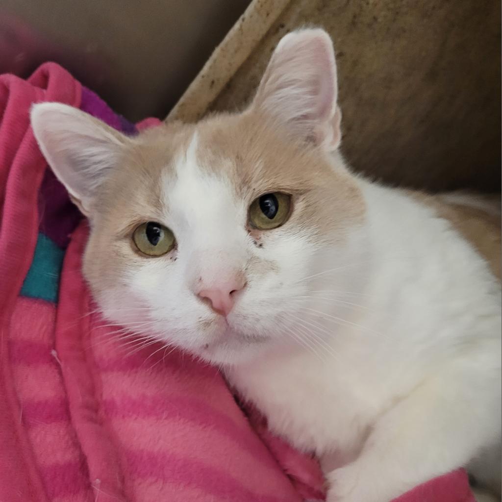 Clyde, a Adoptable Domestic Short Hair in York, PA image 3/6