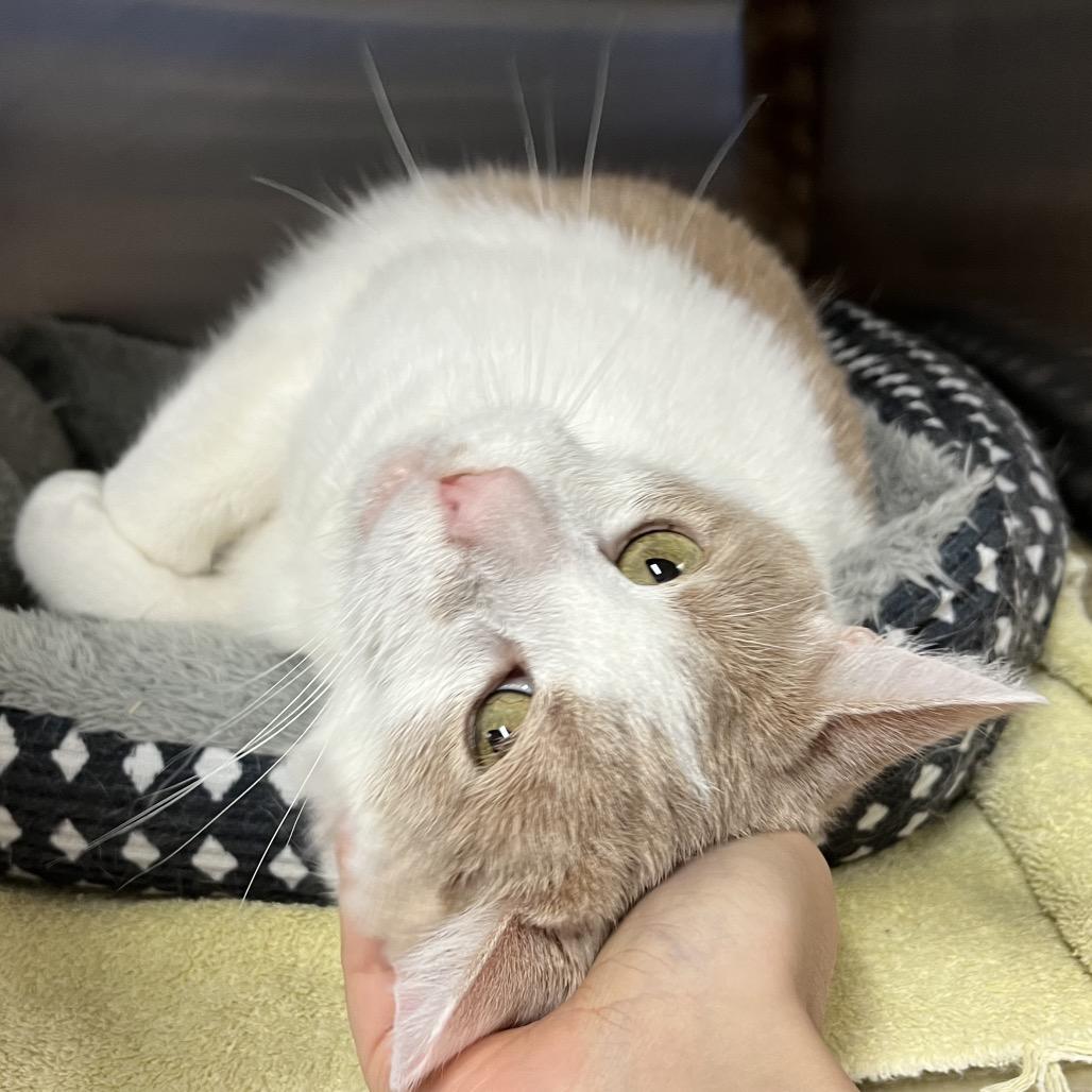 Clyde, a Adoptable Domestic Short Hair in York, PA image 4/6