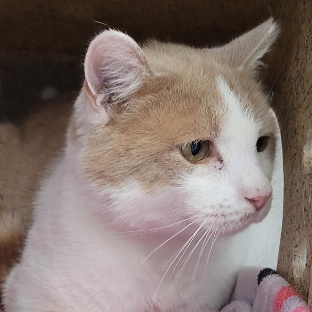 Clyde, a Adoptable Domestic Short Hair in York, PA image 5/6