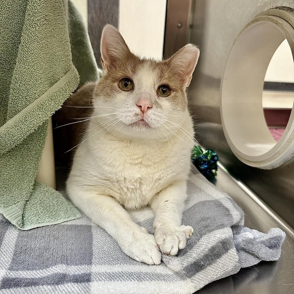 Clyde, a Adoptable Domestic Short Hair in York, PA image 6/6