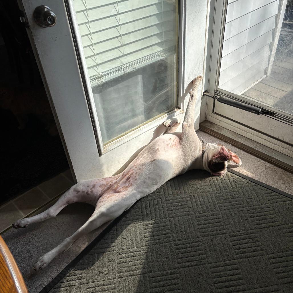 Caper, Adoptable, Young Female Hound.