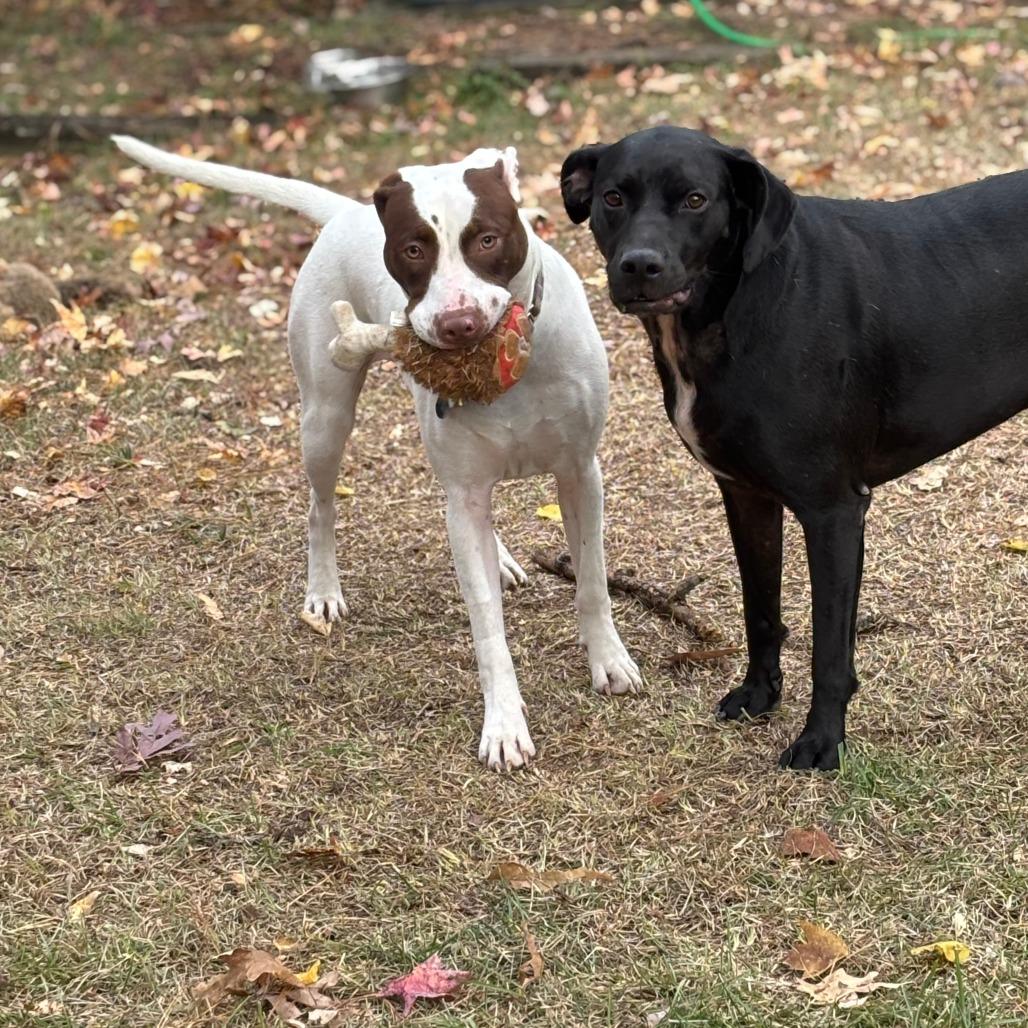 Enlarge Caper, a Adoptable Hound in Raleigh, NC image 2/6