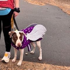 Enlarge Caper, a Adoptable Hound in Raleigh, NC image 2/6