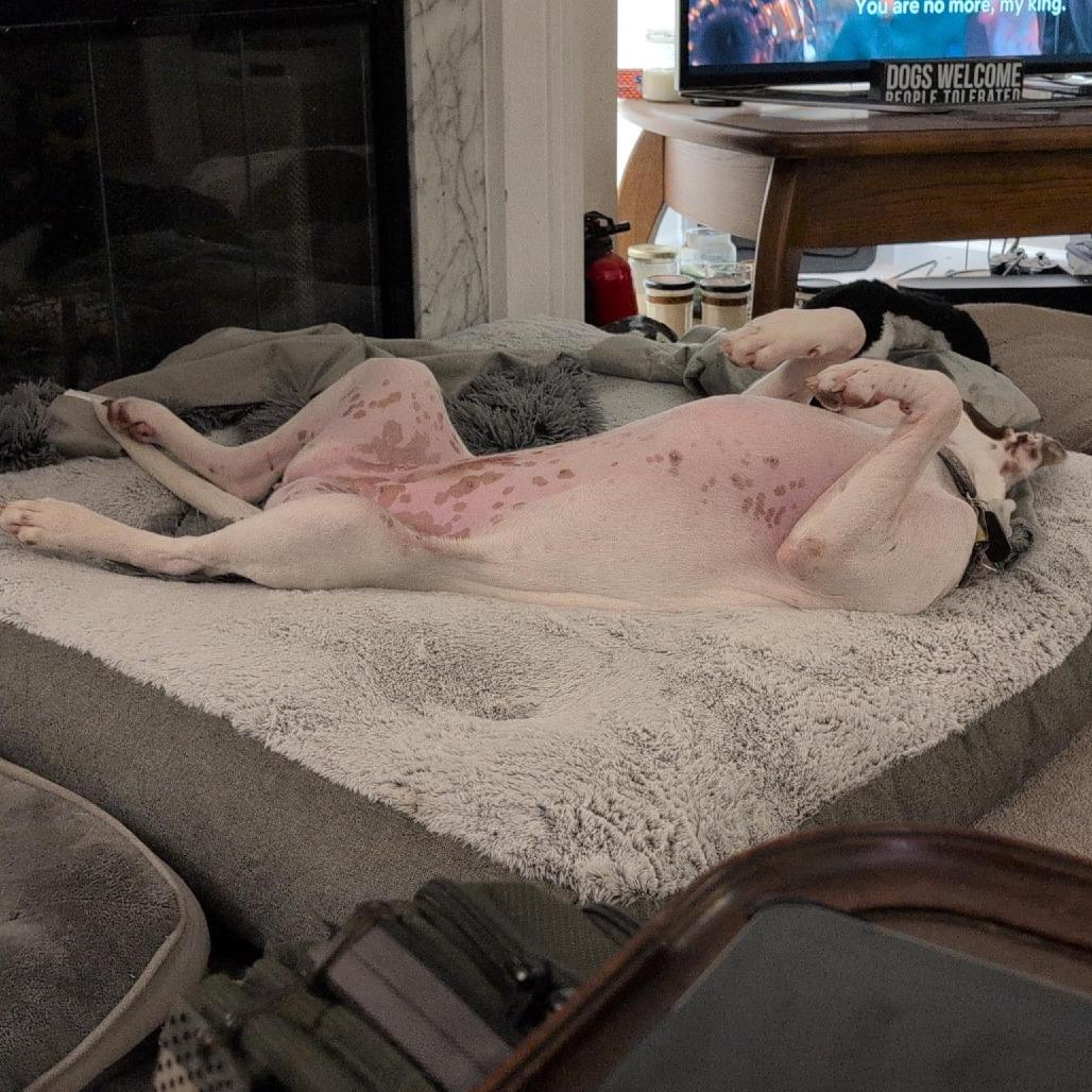 Enlarge Caper, a Adoptable Hound in Raleigh, NC image 3/6