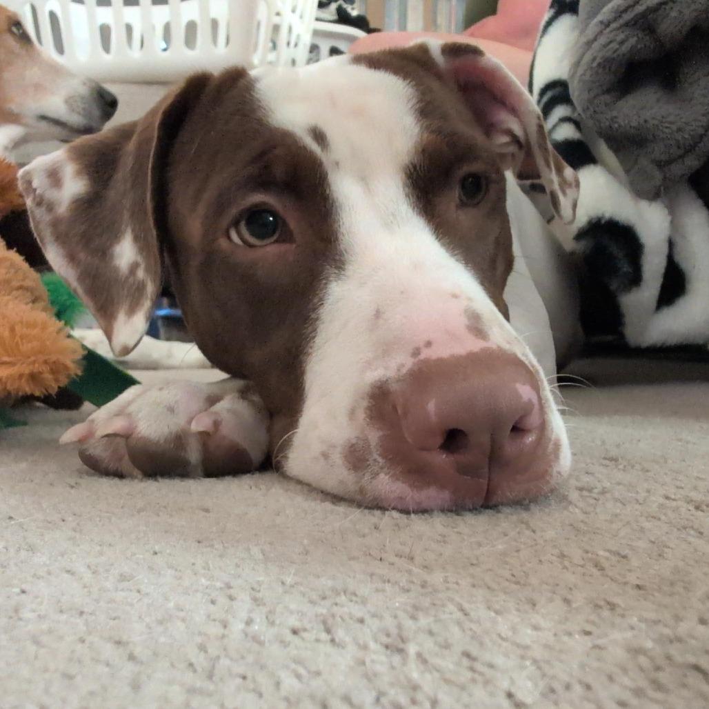 Enlarge Caper, a Adoptable Hound in Raleigh, NC image 5/6