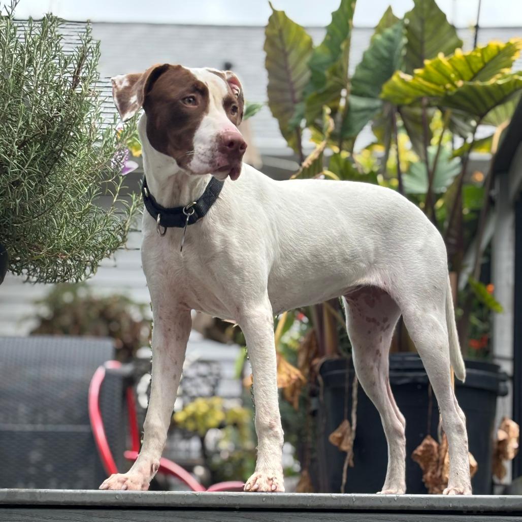 Enlarge Caper, a Adoptable Hound in Raleigh, NC image 6/6