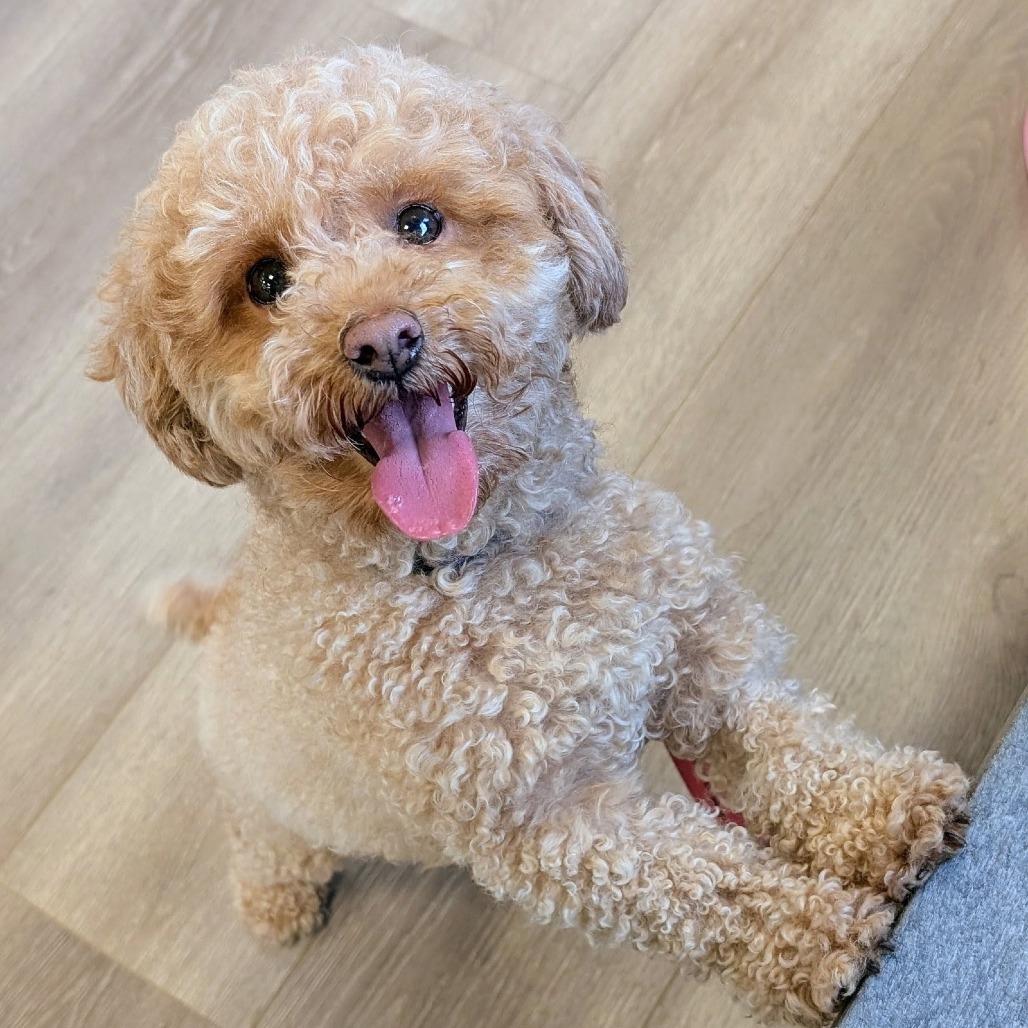 Enlarge Koko, a Adoptable Standard Poodle in Georgetown, KY image 1/1