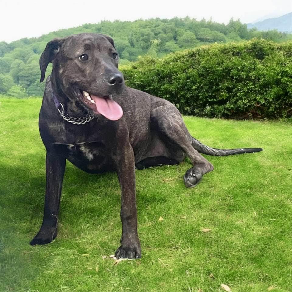 Brita *Emotional support human needed*, Adoptable, Young Female Presa Canario & Chocolate Labrador Retriever.