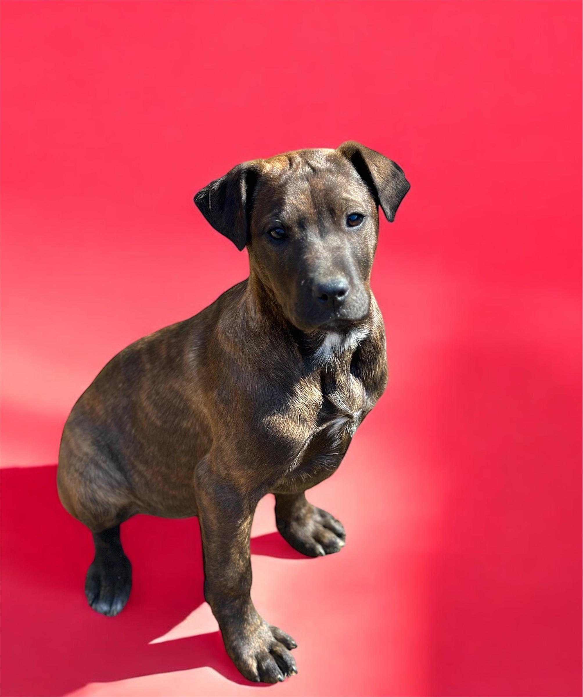 Brita *Emotional support human needed*, a Adoptable mixed breed in Knoxville, TN image 2/5