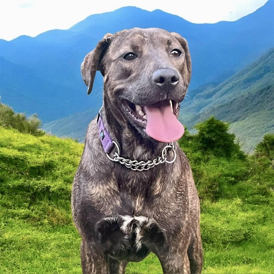 Brita, Adoptable, Young Female Presa Canario & Chocolate Labrador Retriever.