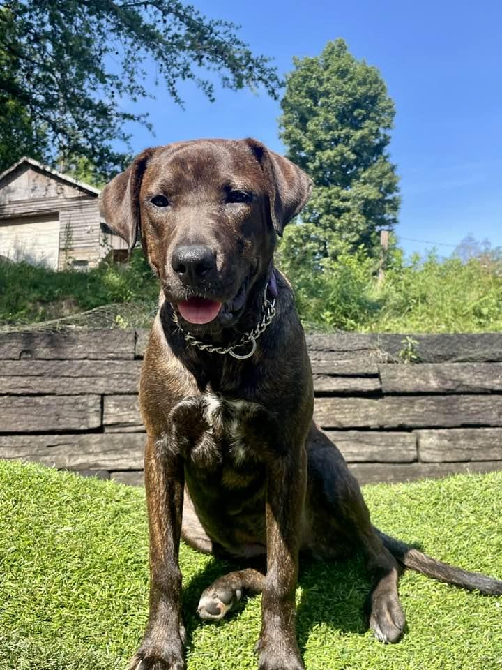 Brita *Emotional support human needed*, a Adoptable mixed breed in Knoxville, TN image 4/5