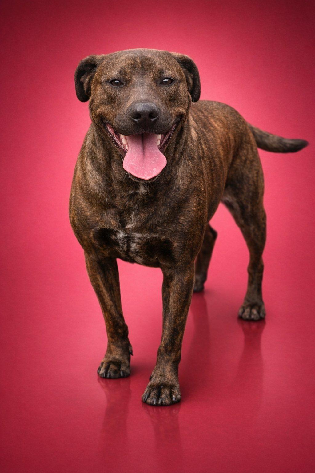 Enlarge Brita, a Adoptable mixed breed in Knoxville, TN image 1/5