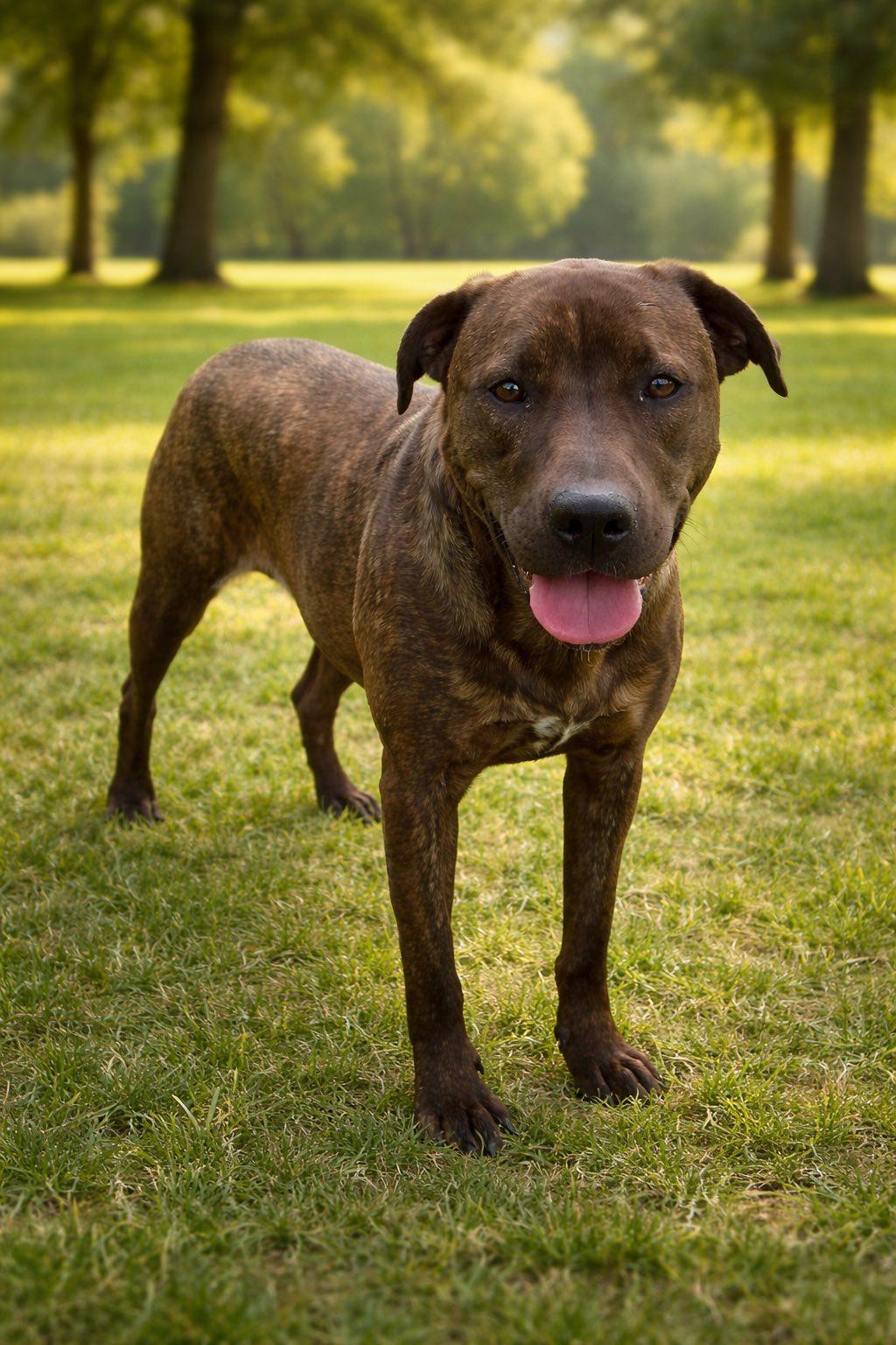 Enlarge Brita, a Adoptable mixed breed in Knoxville, TN image 2/5