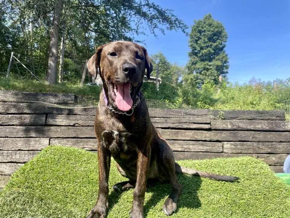 Brita *Emotional support human needed*, a Adoptable mixed breed in Knoxville, TN image 5/5