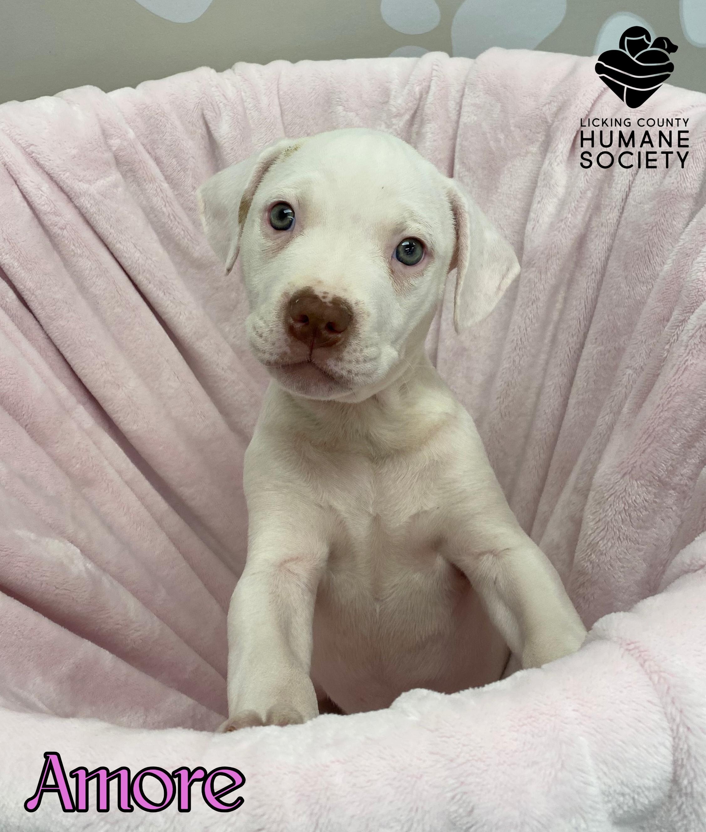 Amore, adopted, Puppy Female Pit Bull Terrier.